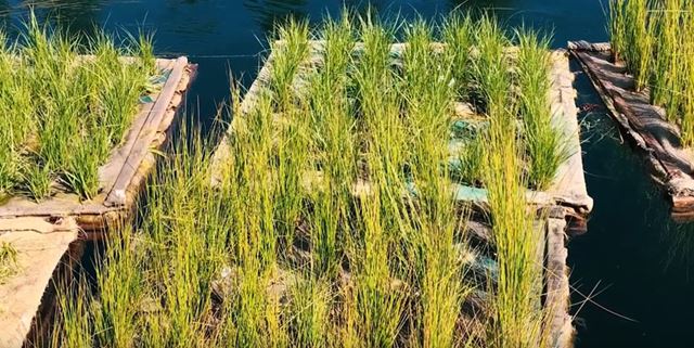 Plants growing on a floating wetland structure in the lake