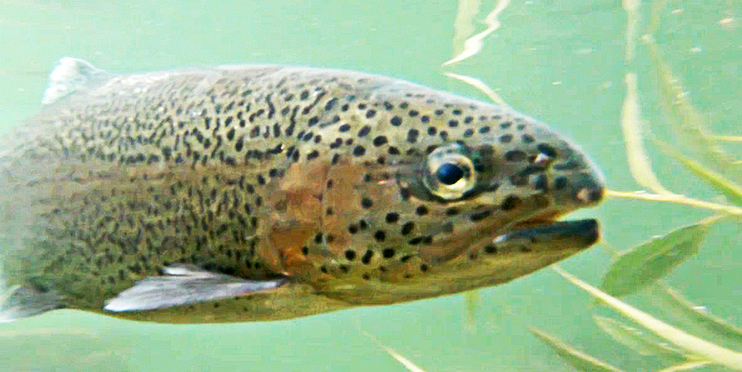 Close up of fish