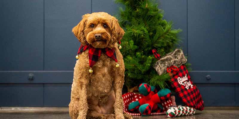 Bella the dog sitting by holiday decorations