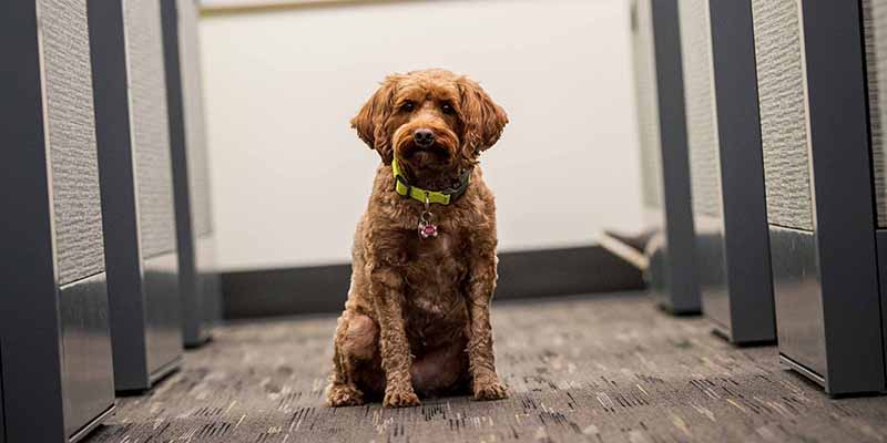 Bella the dog sitting in the middle of office cubicles