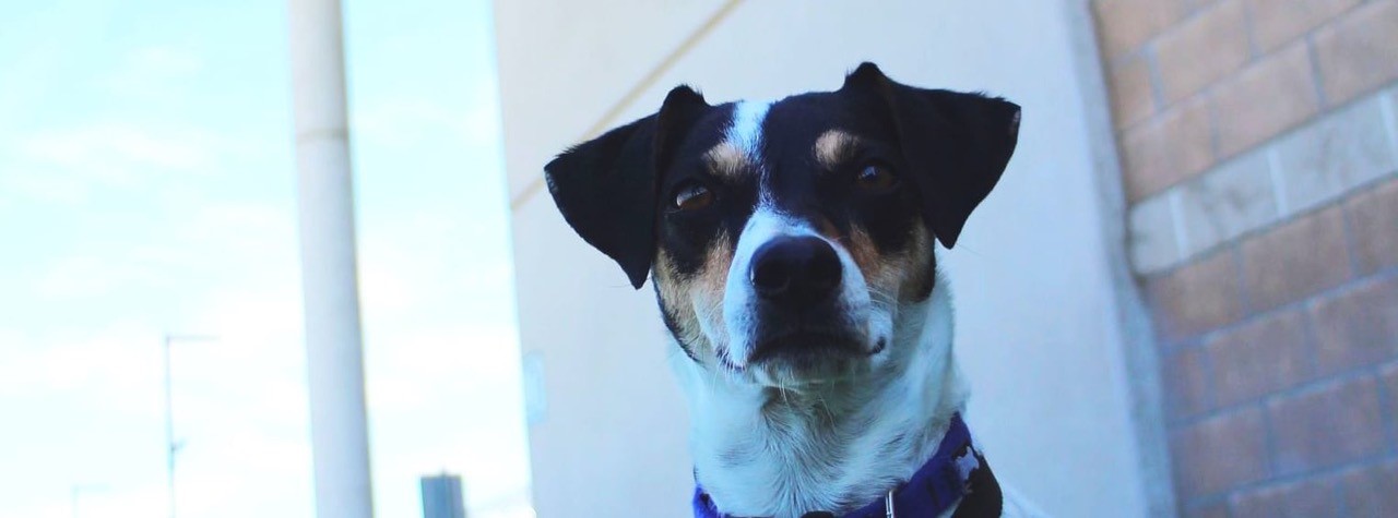 Dog laying down in grass outside prison