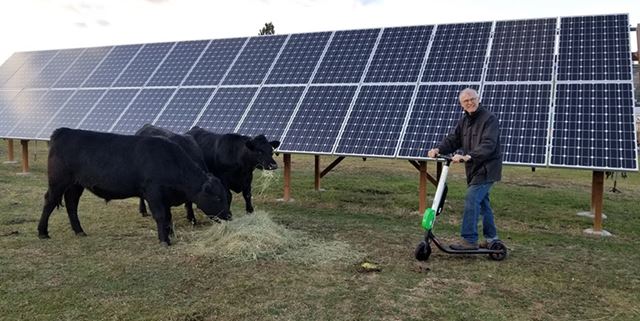 Man on electric scooter with cows in front of solar panels