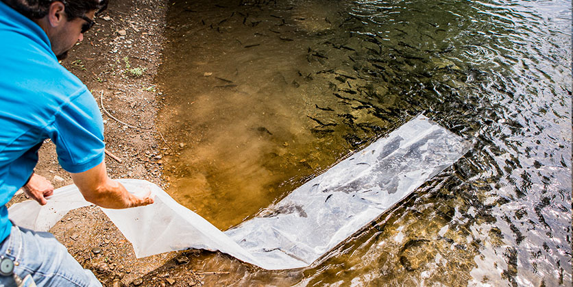 Man stocking fish in a reservoir