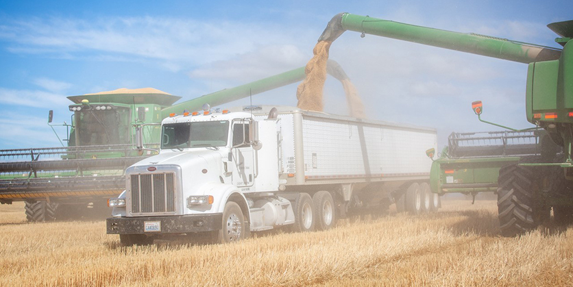 Mondovi Corner Farm harvesting
