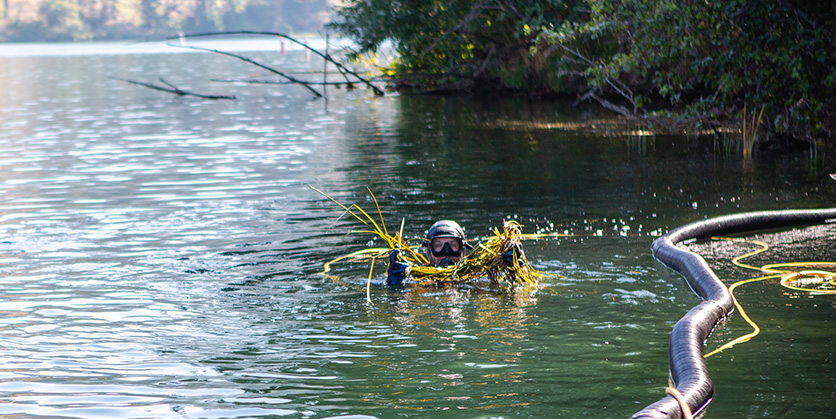 Diver in water holding flowering rush after diving for weeds
