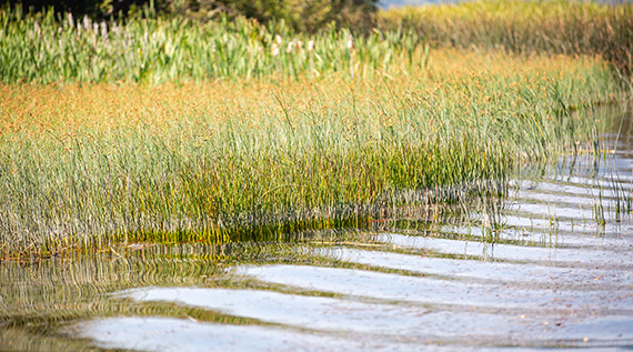 Stand of flowering rush