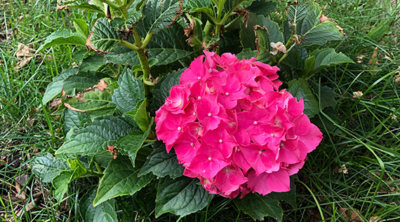 Hydrangea with pink bloom