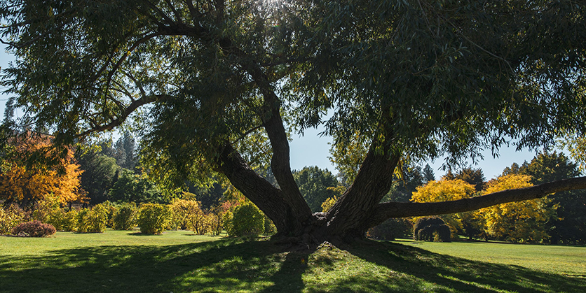 Large tree at Finch Arboretum with the sun shining behind it, casting a large shadow of the tree. Fall colored leaves are in the background