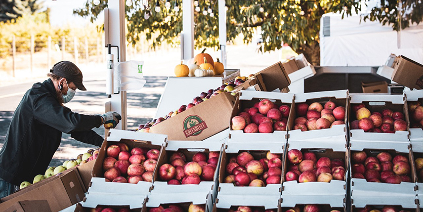 Person at Green Bluff stocking apples for sale in display boxes