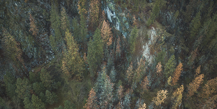 View overlooking trees