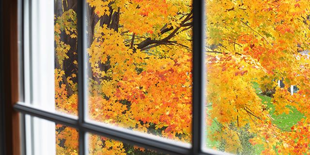 Autumn leaves through a window