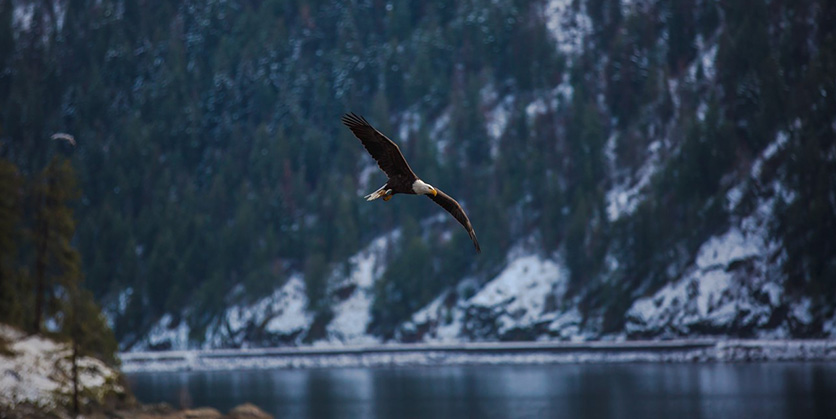 Eagle flying in the air