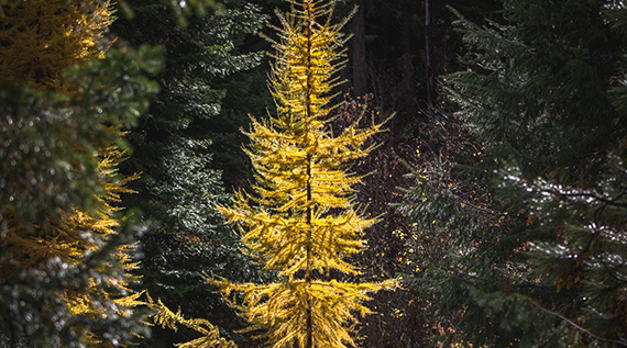 Small tree illuminated by sunlight