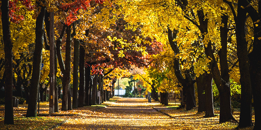 Autumn colors on trees in Millwood
