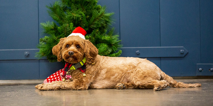 Bella the dog wearing a Santa hat and laying in front of a festive tree