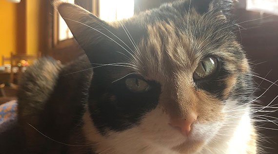 Closeup of a pet cat's face