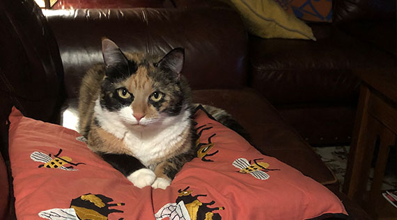 Pet cat laying on a pillow