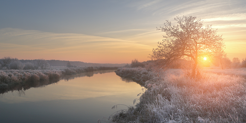 Bright winter sun shines through a single tree with frosty grass