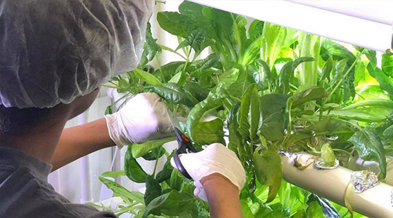 Closeup of a man's gloved hands as he trims his indoor plants
