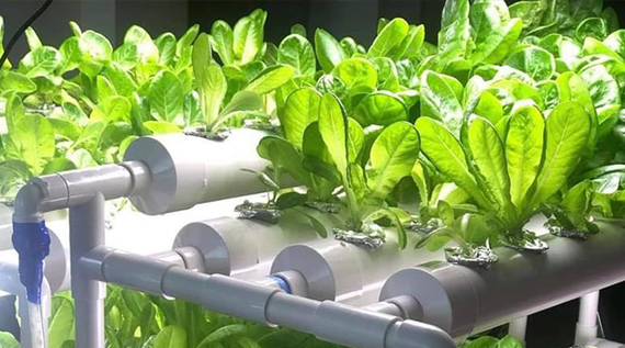 Closeup of a hydroponic garden