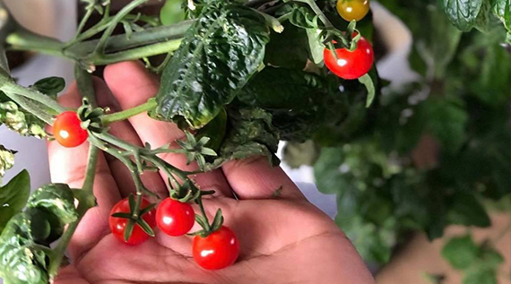 Closeup of a hand holding tomatoes that have been grown in a hydroponic garden