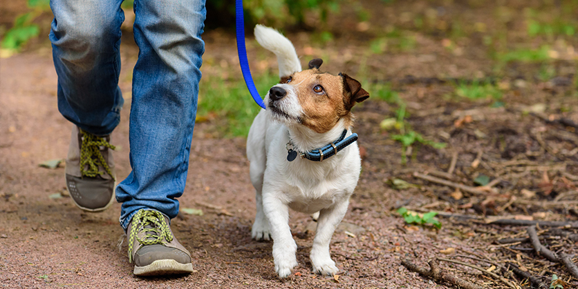Closeup of a person's feet and legs walking on a trail with a dog on a leash walking next to them