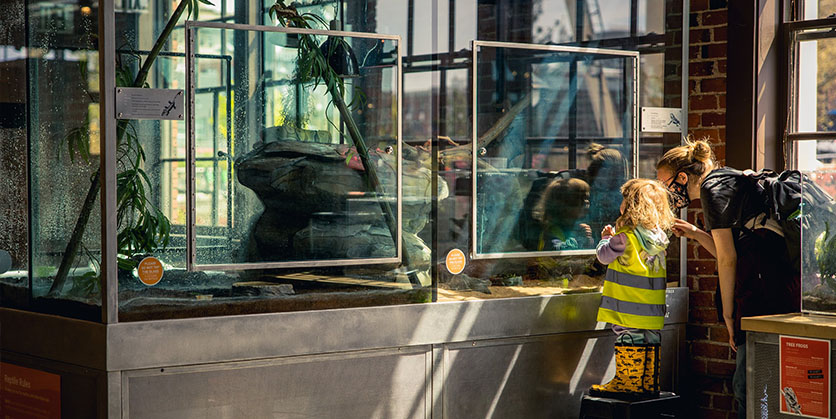 Parent and child looking at an exhibit at Mobius Discovery Center