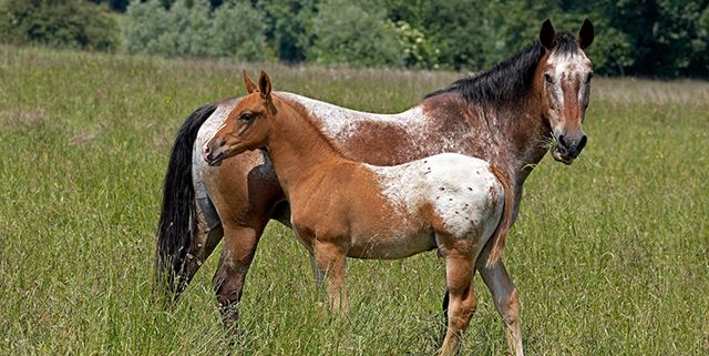 Appaloosa horse mare with Appaloosa foal standing in field