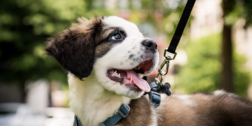 Closeup of a puppy on a walk