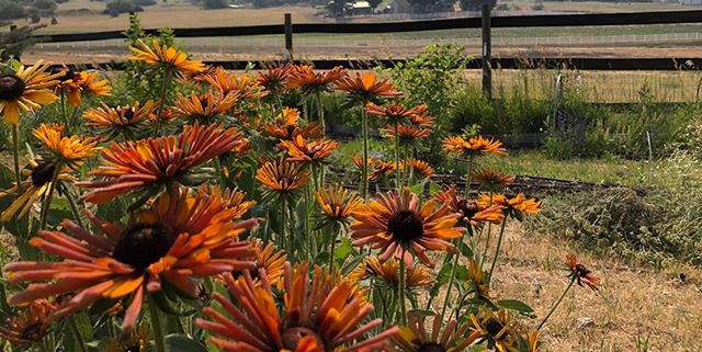 Closeup of orange flowers on a farm