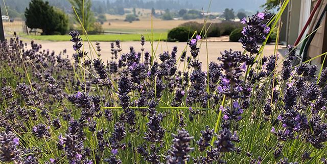 Closeup of lavender plants