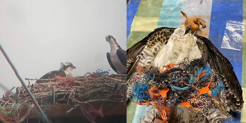 Two photos side by side - the left photo is two ospreys in a nest, the right photo is an osprey tangled up in twine that was rescued