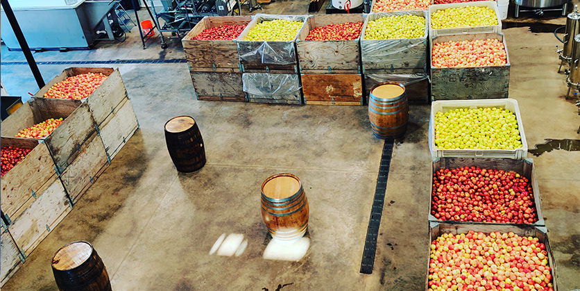 Many boxes of apples and cider barrels