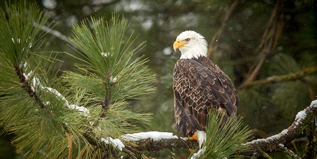 Closeup of a bald eagle in a snowy tree