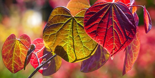 Closeup of fall colored leaves