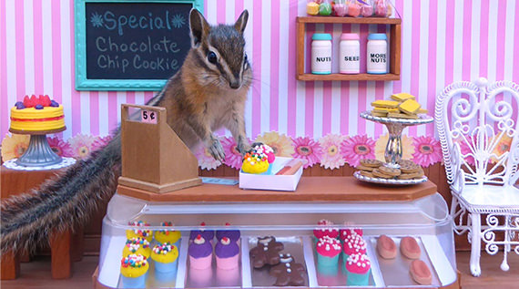 Chipmunk in a tiny bakery