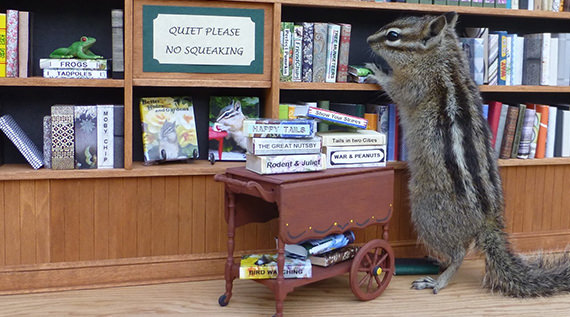 Chipmunk in a tiny library