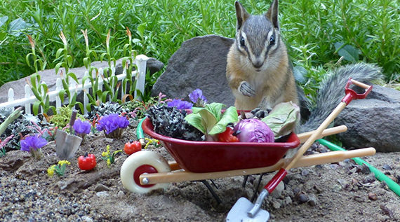 Chipmunk in a tiny garden
