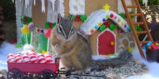 Chipmunk in front of a tiny gingerbread house