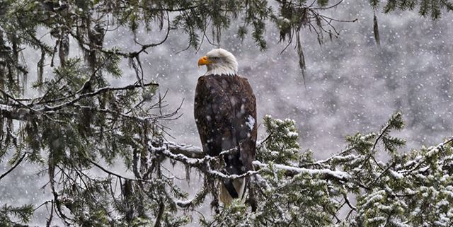 Perched bald eagle in snow at Lake Coeur d'Alene