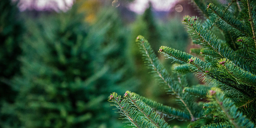 Closeup of a tree at a Christmas tree farm