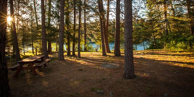 Many trees near a river, creating a shaded area over a picnic table