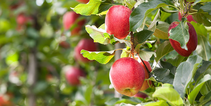 Red Gala apples hanging on a tree
