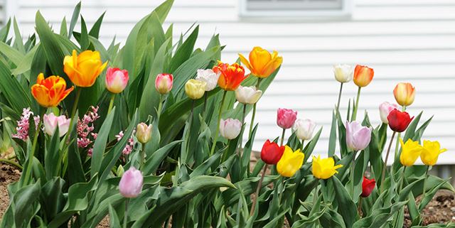 Variety of tulips growing in a garden
