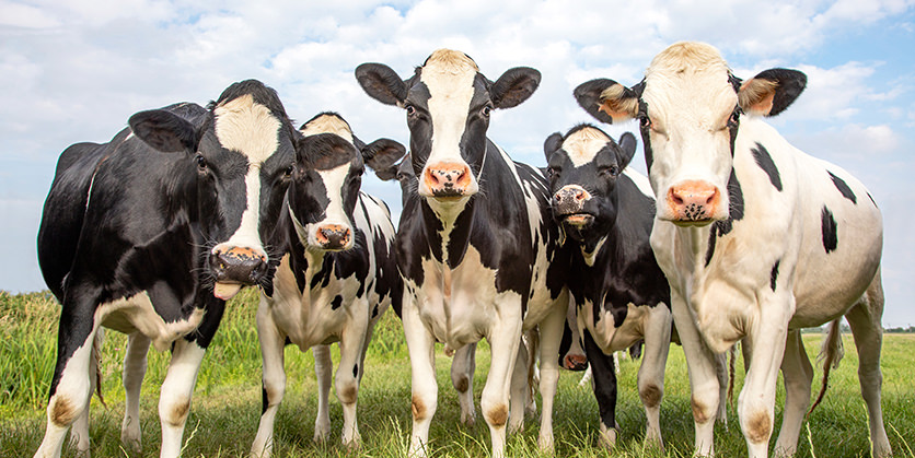 Group of black and white cows in a green field with a blue cloudy sky