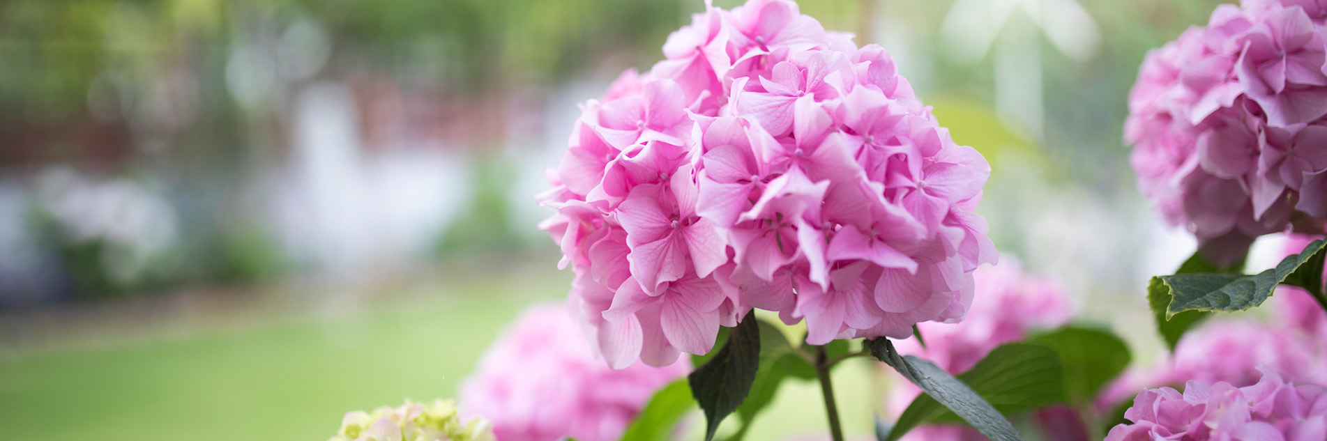 Pink Hyrangea plant in a garden.