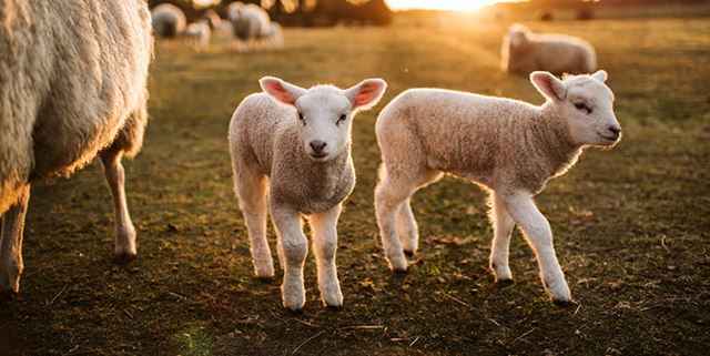 Two lambs on a green grass on a farm at sunset