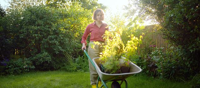 Person carries saplings in a wheelbarrow in their garden