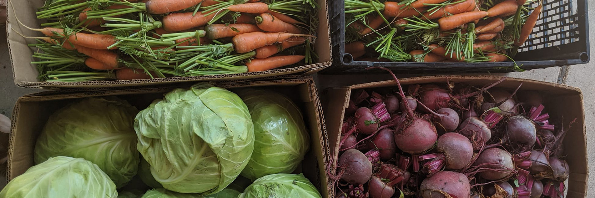 Heads of cabbage, carrots, and beets in boxes.