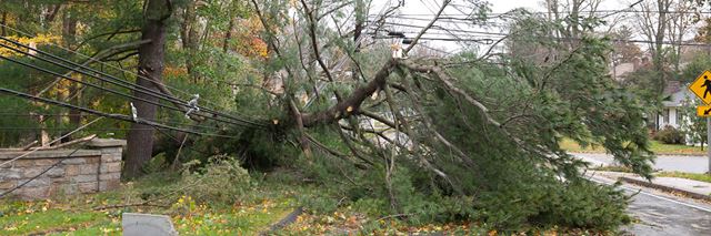 Fallen tree on power lines over a roadway.